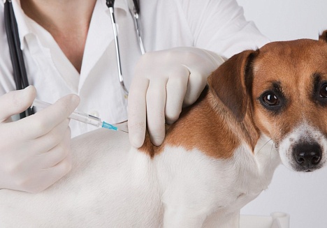 Прививки собакам и кошкам